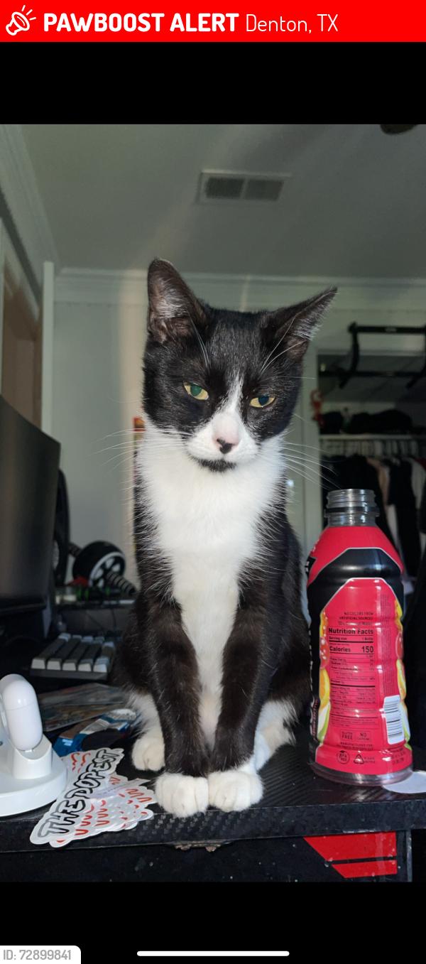 Lost Female Cat last seen Old North Rd by the animal care clinics, Denton, TX 76209