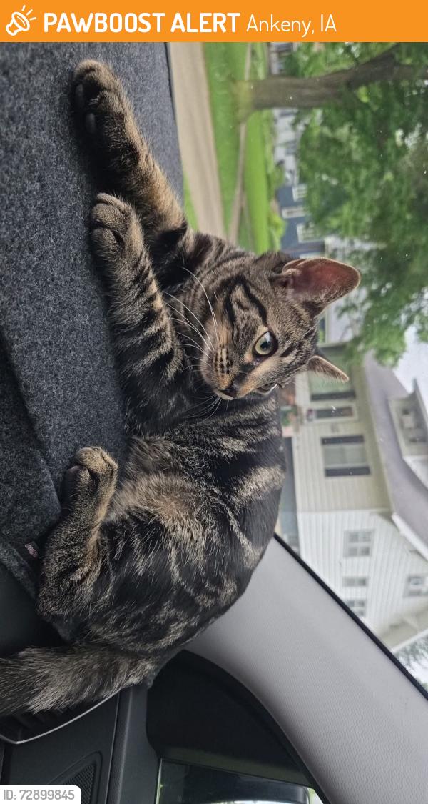Found/Stray Male Cat last seen School st, Ankeny, IA 50023