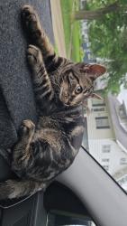 Found/Stray Male Cat last seen School st, Ankeny, IA 50023