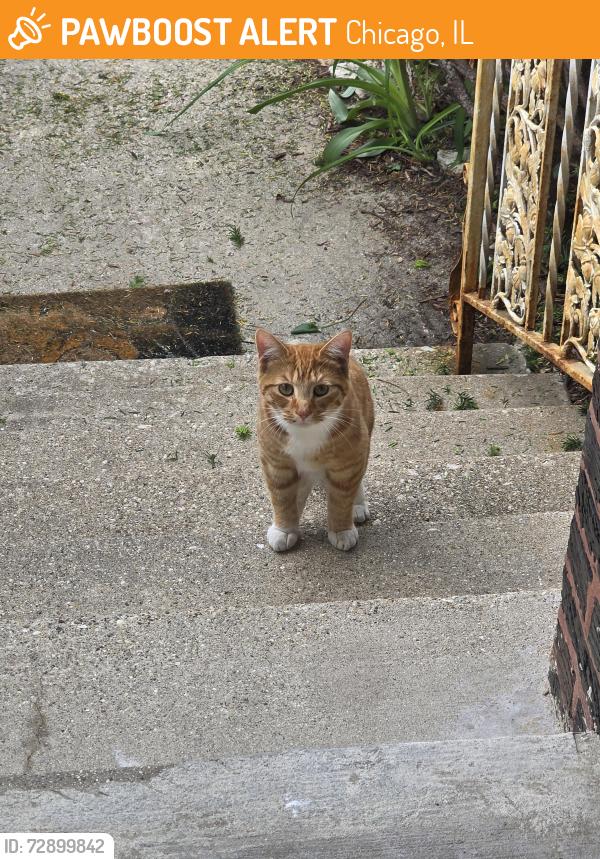 Found/Stray Unknown Cat last seen Barry and meade, Chicago, IL 60634