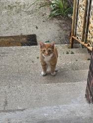 Found/Stray Unknown Cat last seen Barry and meade, Chicago, IL 60634