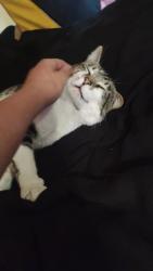 Lost Male Cat last seen Capitol bowl, the bowling alley by the yellow bride, West Sacramento, CA 95605