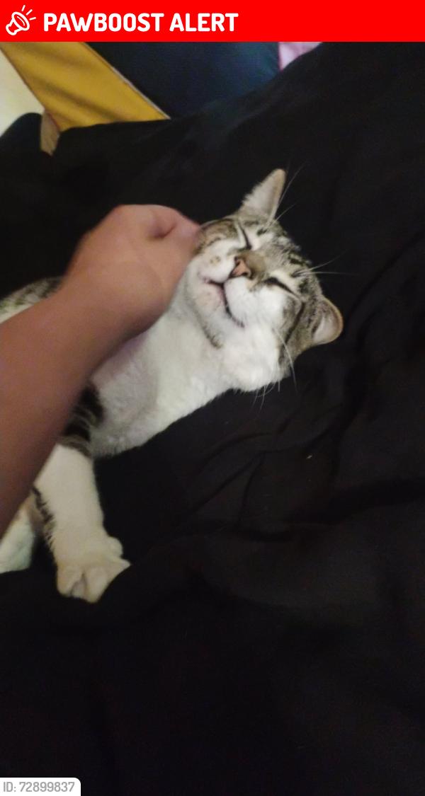 Lost Male Cat last seen Capitol bowl, the bowling alley by the yellow bride, West Sacramento, CA 95605