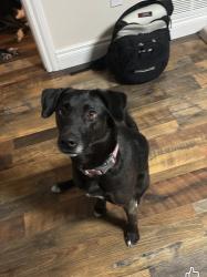 Found/Stray Female Dog last seen west park drive, Anchorage, AK 99502