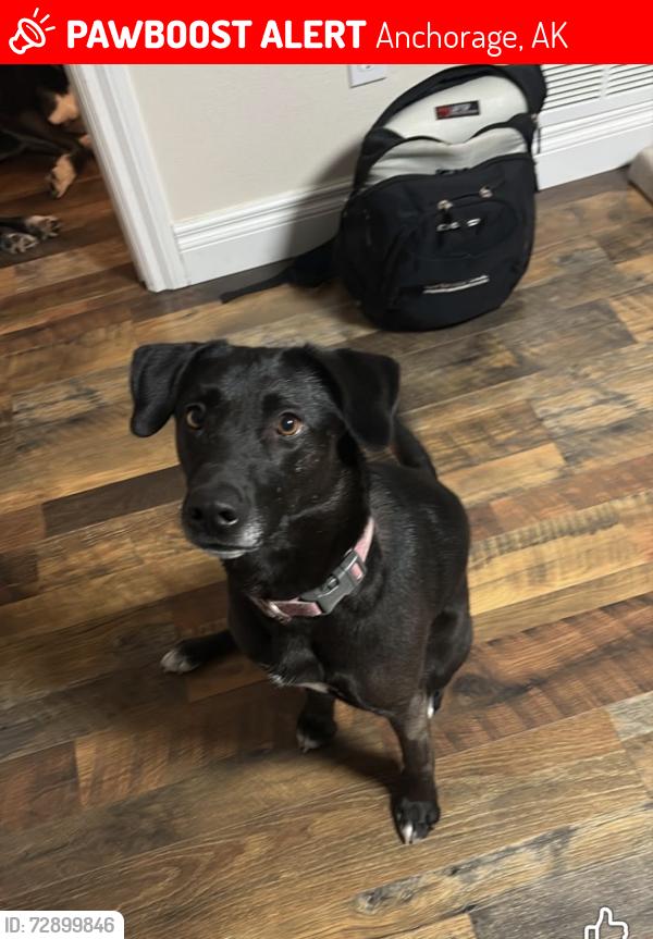 Found/Stray Female Dog last seen west park drive, Anchorage, AK 99502