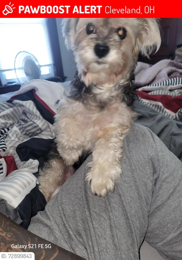 Lost Male Dog last seen St Clair Ave, Cleveland, OH 44108