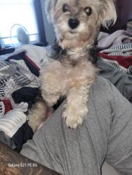 Lost Male Dog last seen St Clair Ave, Cleveland, OH 44108
