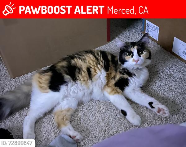 Lost Female Cat last seen Neighborhood near mercy medical center , Merced, CA 95348