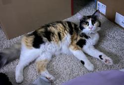 Lost Female Cat last seen Neighborhood near mercy medical center , Merced, CA 95348