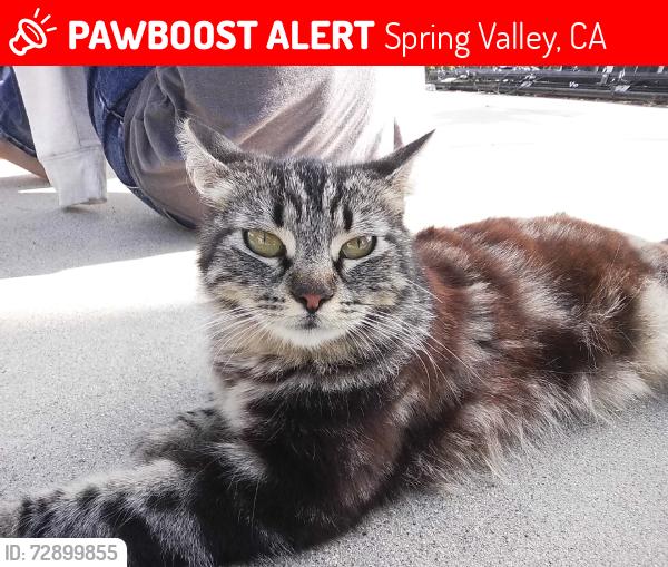 Lost Female Cat last seen Pine Ln, Spring Valley, Spring Valley, CA 91978