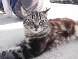 Lost Female Cat last seen Pine Ln, Spring Valley, Spring Valley, CA 91978