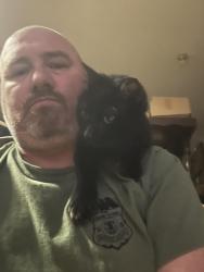 Lost Male Cat last seen Near th and anno dr, Tecumseh, KS 66542
