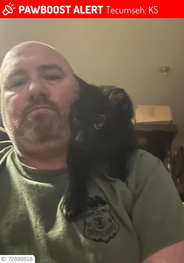 Lost Male Cat last seen Near th and anno dr, Tecumseh, KS 66542