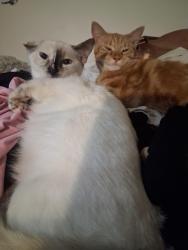 Lost Female Cat last seen Know hill and pch , Redondo Beach, CA 90277