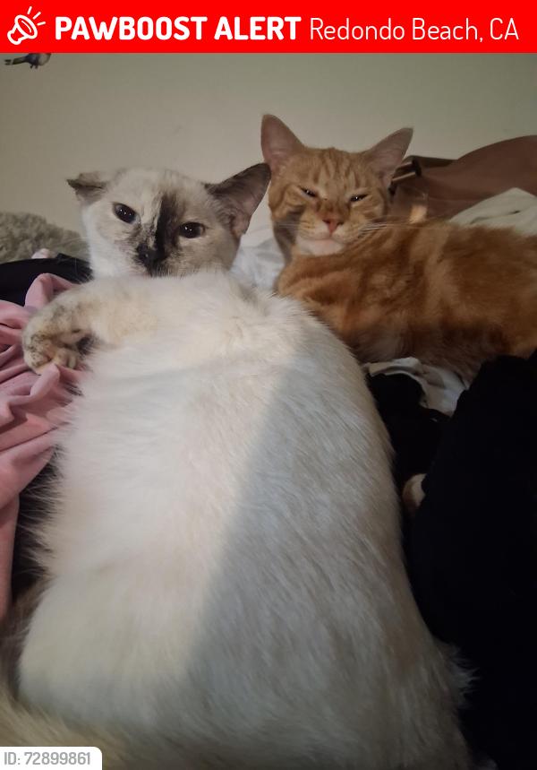 Lost Female Cat last seen Know hill and pch , Redondo Beach, CA 90277