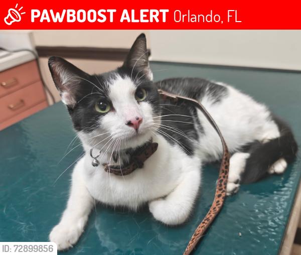 Lost Male Cat last seen Lake underhill and jade forest ave, Orlando, FL 32828