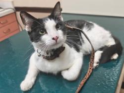 Lost Male Cat last seen Lake underhill and jade forest ave, Orlando, FL 32828