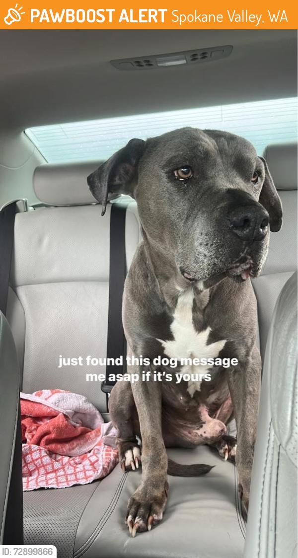 Found/Stray Male Dog last seen spokane valley, Spokane Valley, WA 99212