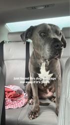 Found/Stray Male Dog last seen spokane valley, Spokane Valley, WA 99212