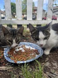 Found/Stray Male Cat last seen Walerga park , Sacramento, CA 95842