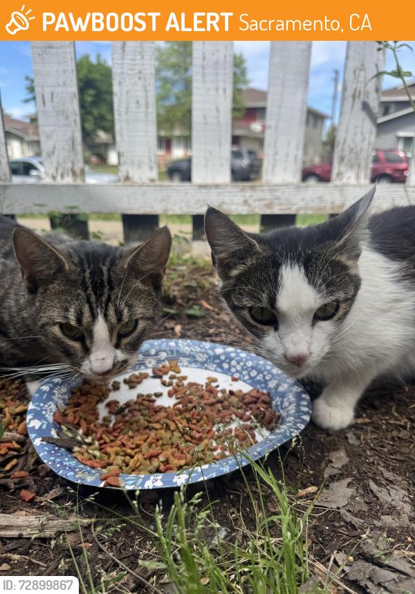 Found/Stray Male Cat last seen Walerga park , Sacramento, CA 95842