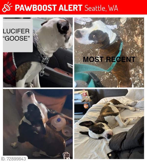 Lost Male Dog last seen Judkins Park, Seattle, WA 98144