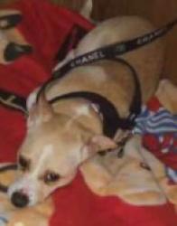 Reunited Female Dog last seen N Western Ave, Los Angeles, CA, USA, Los Angeles, CA 90029