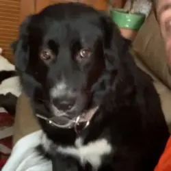 Reunited Male Dog last seen Kohl's at hwy 100, Washington, MO 63090