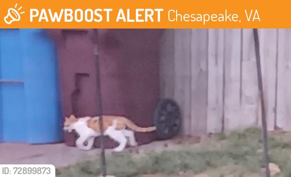 Found/Stray Unknown Cat last seen Kempsville road , Chesapeake, VA 23320