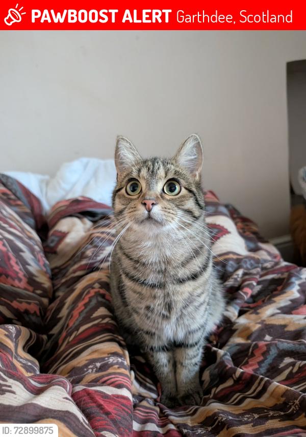 Lost Female Cat last seen Asda, Garthdee, Scotland 