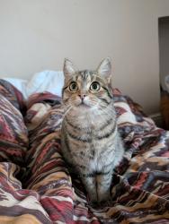 Lost Female Cat last seen Asda, Garthdee, Scotland 