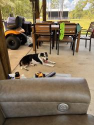 Found/Stray Male Dog last seen Pleasant Home Rd and Bryant Bridge Rd, Santa Rosa County, FL 32564