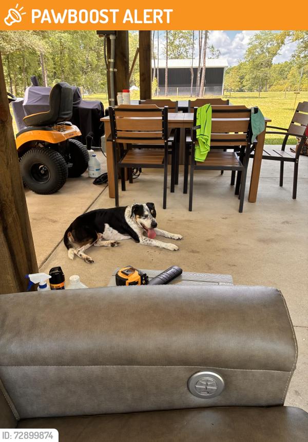 Found/Stray Male Dog last seen Pleasant Home Rd and Bryant Bridge Rd, Santa Rosa County, FL 32564