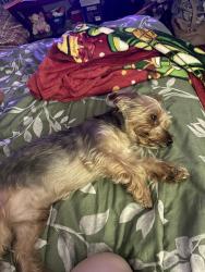 Lost Male Dog last seen Near Nyssa st Houston Texas, Houston, TX 77078