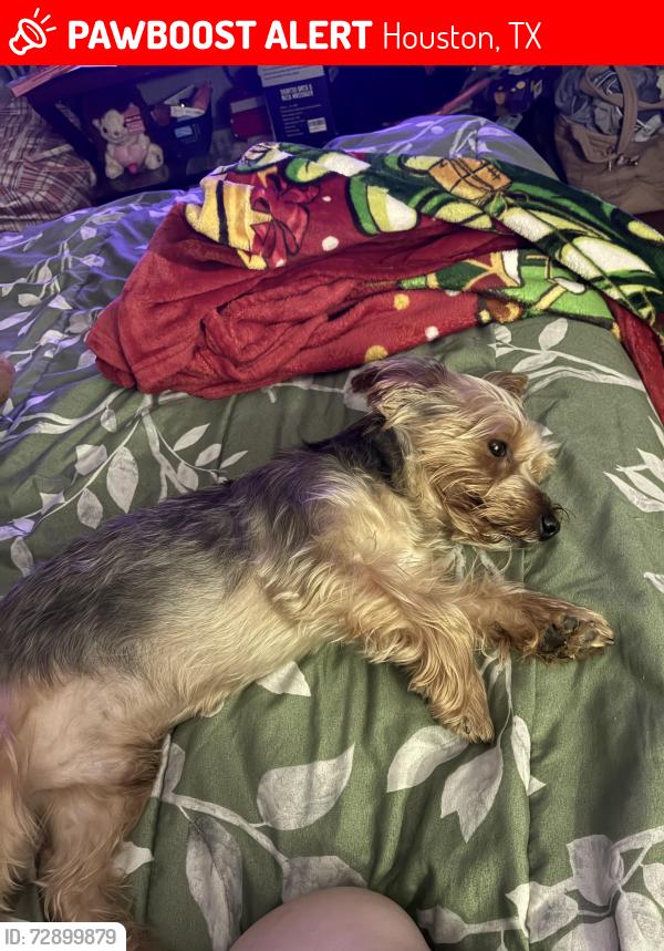 Lost Male Dog last seen Near Nyssa st Houston Texas, Houston, TX 77078