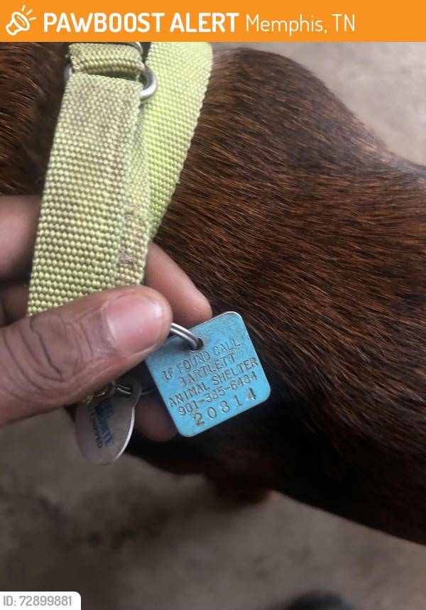 Found/Stray Male Dog last seen Near Wilcrest Dr, Memphis, Tn, Usa, Memphis, TN 38134