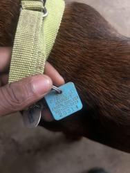 Found/Stray Male Dog last seen Near Wilcrest Dr, Memphis, Tn, Usa, Memphis, TN 38134