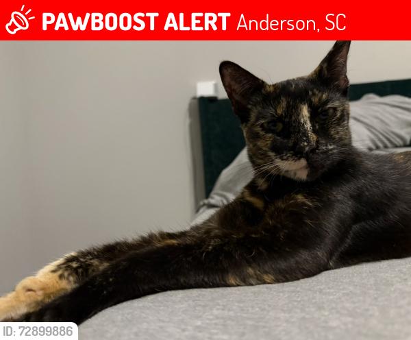 Lost Female Cat last seen Pleasant hill drive , Anderson, CA 96007