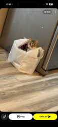 Lost Female Cat last seen Arcade, Saint Paul, MN 55106