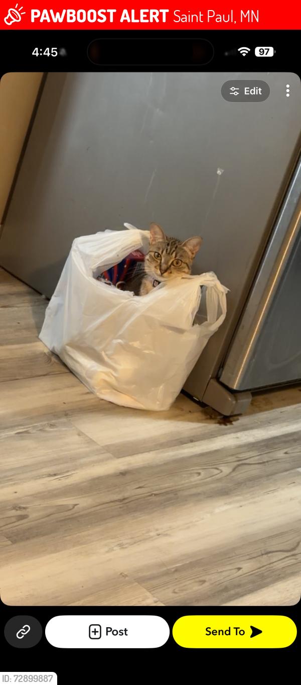 Lost Female Cat last seen Arcade, Saint Paul, MN 55106