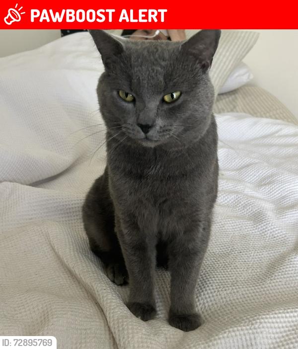 Lost Male Cat last seen 112-114 Huntingdale rd, Mount Waverley, VIC 3149