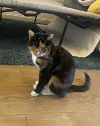 Lost Female Cat last seen Ringway, Garforth, Garforth, England LS25 1DE