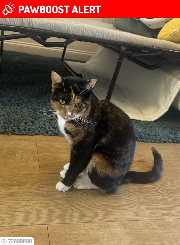 Lost Female Cat last seen Ringway, Garforth, Garforth, England LS25 1DE