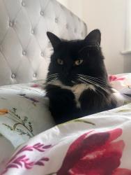 Lost Male Cat last seen Alfred’s gardens , Greater London, England IG11 7XN