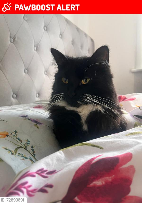 Lost Male Cat last seen Alfred’s gardens , Greater London, England IG11 7XN
