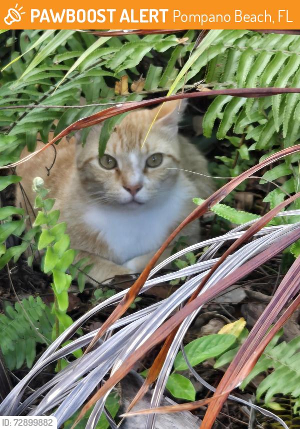 Found/Stray Male Cat last seen Cypress Rd and SE 9th Ave, Pompano Beach, FL 33060