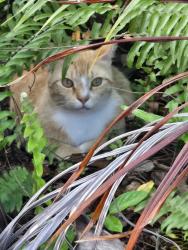 Found/Stray Male Cat last seen Cypress Rd and SE 9th Ave, Pompano Beach, FL 33060