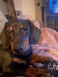 Lost Female Dog last seen Grassland and refinero, Springer, OK 73401