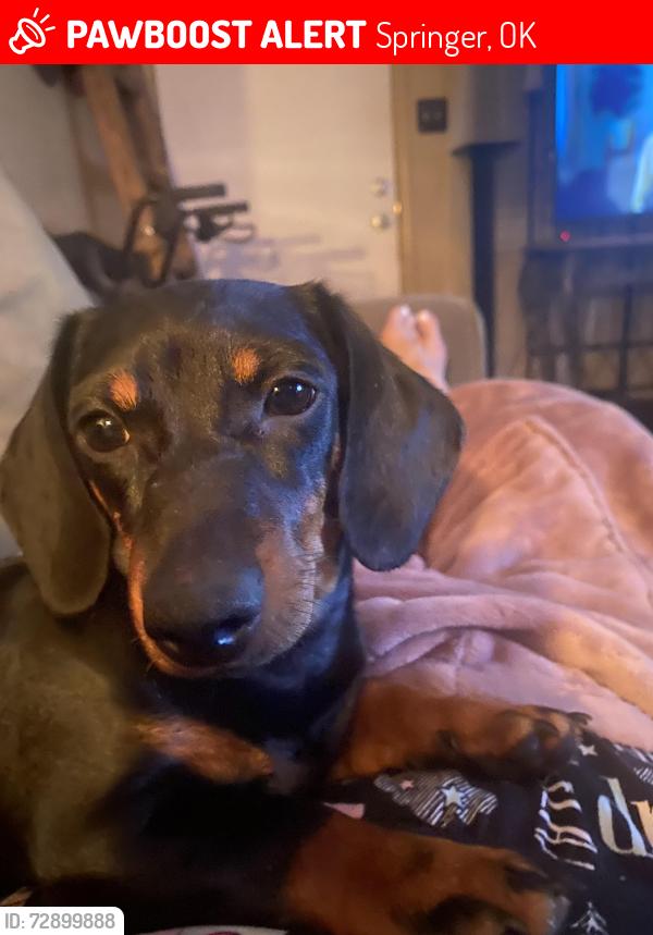 Lost Female Dog last seen Grassland and refinero, Springer, OK 73401