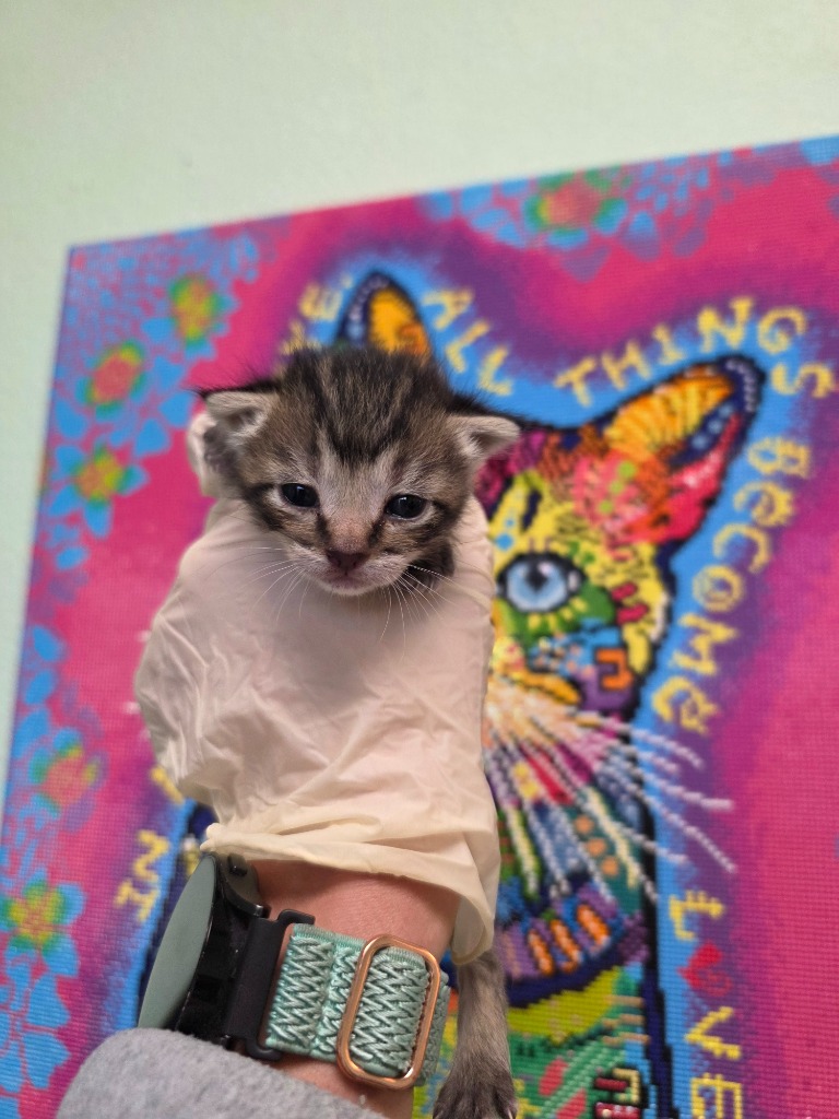 Shelter Stray Female Cat last seen Bexar County, New Braunfels, TX 78130